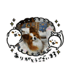 ぱぴぱぴパピヨン4（個別スタンプ：8）