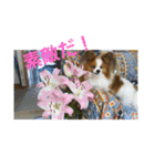 ぱぴぱぴパピヨン4（個別スタンプ：11）