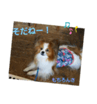 ぱぴぱぴパピヨン4（個別スタンプ：17）
