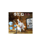 ぱぴぱぴパピヨン4（個別スタンプ：18）