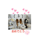 ぱぴぱぴパピヨン4（個別スタンプ：19）