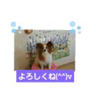 ぱぴぱぴパピヨン4（個別スタンプ：21）