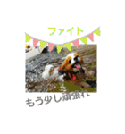 ぱぴぱぴパピヨン4（個別スタンプ：28）