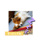 ぱぴぱぴパピヨン4（個別スタンプ：37）