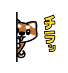 柴犬スタンプ【恋人に使える】（個別スタンプ：5）