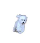 はじめまして杏仁（個別スタンプ：1）