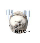 きおる広場（個別スタンプ：24）