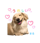 もも組のイケわん まるちゃん（個別スタンプ：2）