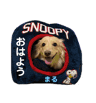 もも組のイケわん まるちゃん（個別スタンプ：3）