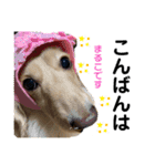 もも組のイケわん まるちゃん（個別スタンプ：6）