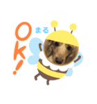 もも組のイケわん まるちゃん（個別スタンプ：11）