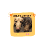 仲良しワンコ くぅ＆らら（個別スタンプ：2）