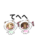 仲良しワンコ くぅ＆らら（個別スタンプ：10）