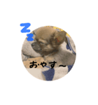 ロイくん①（個別スタンプ：8）