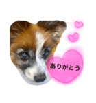 パピヨンのパピー（個別スタンプ：2）
