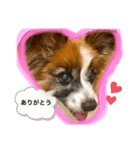 パピヨンのパピー（個別スタンプ：3）