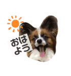 パピヨンのパピー（個別スタンプ：4）
