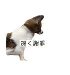 パピヨンのパピー（個別スタンプ：16）