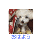 マルチーズのうずらくん（個別スタンプ：1）