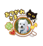 マルチーズのうずらくん（個別スタンプ：3）