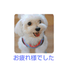 マルチーズのうずらくん（個別スタンプ：4）