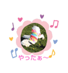 マルチーズのうずらくん（個別スタンプ：8）