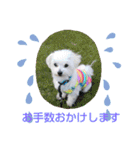 マルチーズのうずらくん（個別スタンプ：16）