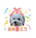 マルチーズのうずらくん（個別スタンプ：20）