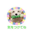 マルチーズのうずらくん（個別スタンプ：22）