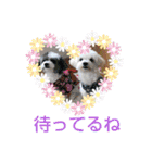 マルチーズのうずらくん（個別スタンプ：23）
