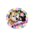 こなたんとお友達スタンプ（個別スタンプ：1）