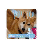 こなたんとお友達スタンプ（個別スタンプ：2）