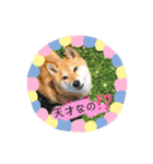 こなたんとお友達スタンプ（個別スタンプ：7）