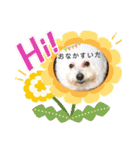 こなたんとお友達スタンプ（個別スタンプ：8）