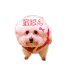 こなたんとお友達スタンプ（個別スタンプ：11）