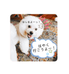 こなたんとお友達スタンプ（個別スタンプ：15）
