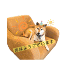 こなたんとお友達スタンプ（個別スタンプ：16）