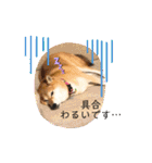 こなたんとお友達スタンプ（個別スタンプ：29）