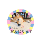 こなたんとお友達スタンプ（個別スタンプ：34）