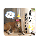 こなたんとお友達スタンプ（個別スタンプ：39）