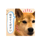 こなたんとお友達スタンプ（個別スタンプ：40）