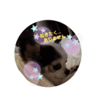 モコと私（個別スタンプ：12）