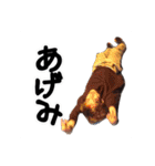 DopRoup Stickers.（個別スタンプ：32）