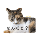 ミラの日常スタンプ（個別スタンプ：8）
