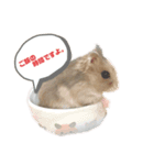 ハム活してますか？（個別スタンプ：1）