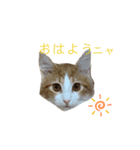 ねこのこむぎ〜日常編〜（個別スタンプ：1）