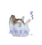 ねこのこむぎ〜日常編〜（個別スタンプ：2）