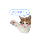 ねこのこむぎ〜日常編〜（個別スタンプ：3）
