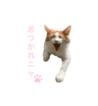 ねこのこむぎ〜日常編〜（個別スタンプ：4）