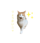 ねこのこむぎ〜日常編〜（個別スタンプ：5）
